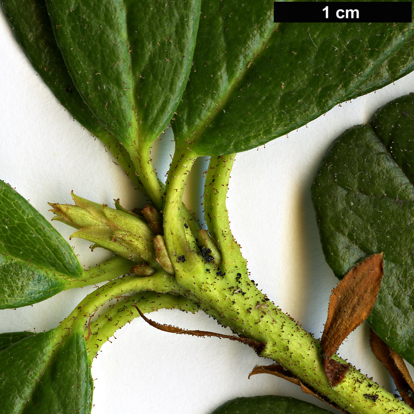 High resolution image: Family: Ericaceae - Genus: Rhododendron - Taxon: forrestii - SpeciesSub: var. papillatum